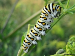 caterpillar2